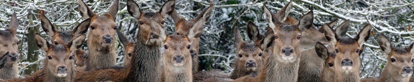 Deer in winter